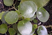 Пеперомия Пилея (Peperomia monticola, Pilea peperomioides)
