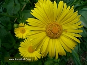 Дороникум голямо (Doronicum Excelsun)