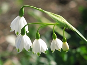 Блатно кокиче (Leucojum Aestivum)