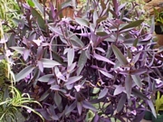 Традесканция (Tradescantia pallida)