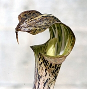 Аризема (Arisaema nepenthoides)