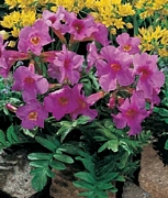 Инкарвилея (Incarvillea Delavayi)