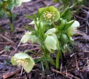 Кукуряк (Helleborus)
