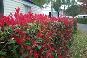 Фотиния (Photinia)