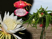 Питахая, Драконов плод растение (Hylocereus undutatus, Pitahaya)
