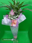 Каланхое, фитония, спатифилум (Kalanchoe, Fittonia, Spathiphyllum)