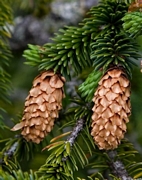 Ситков смърч (Picea sitchensis)