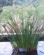 Египетски папирус (Cyperus Papyrus)