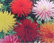 Далия микс (Dahlia mixed)