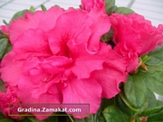Азалия, стайна (Azalea)