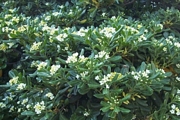 Питоспорум (Pittosporum tobira)