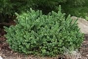 Смърч (Picea abies)