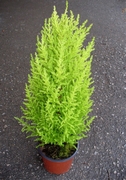 Купресус, голям (Cupressus)
