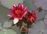 Водна лилия, червена (Nymphaea)