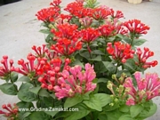 Бовардия (Bouvardia longiflora)