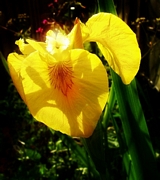 Воден ирис, жълт (Water Iris)
