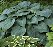 Хоста Халцион, Функия (Hosta Halcyon)