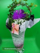 Каланхое, фитония, бръшлян (Kalanchoe, Fittonia, Hedera)