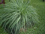 Лимонова трева (Cymbopogon citratus)