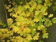 Ацер (Acer pseudoplatanus)