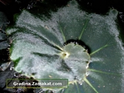 Бегония охлюв (Begonia)