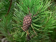 Бял бор (Pinus contorta)