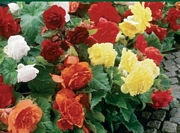 Бегония микс (Begonia Double mixed)