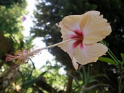 Хибискус, стаен (Hibiscus)