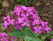 Лунария (Lunaria)