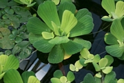 Писция (Pistia stratiotes)