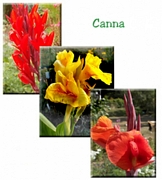 Кана, голяма (Canna)