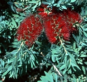 Калистемон, (Callistemon)