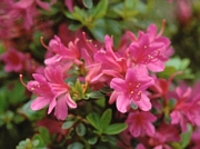 Азалия (Azalea japonica Amoena)