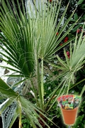 Палма Вашингтония, семена (Washingtonia filifera Californian Cotton Palm)
