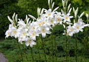 Бял крем, зъмбак, крин (Lilium candidum)