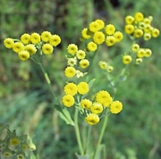 Калоферче (Chrysanthemum balsamita)