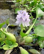 Воден зюмбюл (Eichornia crassipes)
