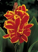 Кана (Canna Lucifer)