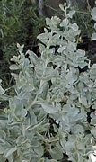 Атриплекс (Atriplex)