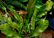 Микросорум (Microsorum)