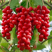 Шизандра Китайски лимонник Малка (Schisandra chinensis)