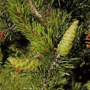 Бял бор (Pinus contorta)