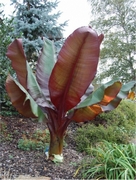 Червен Банан (Musa Red Banana)