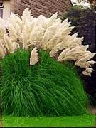 Кортадерия, бяла, Пампаска трева (Cortaderia)
