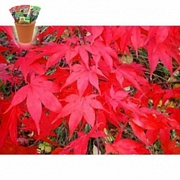 Ацер палматум, семена (Acer palmatum Bloodgood Japanese Maple)