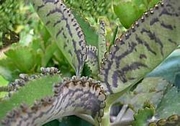 Каланхое (Kalanchoe Daigremontiana)