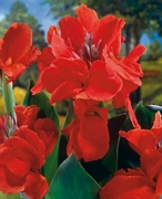 Кана (Canna The President)