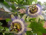 Пасифлора Каерулея, Церулея (Passiflora caerulea)