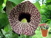 Аристолохия, семена (Aristolochia elegans)