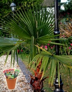 Палма Вашингтония, семена (Washingtonia robusta Sky Duster)